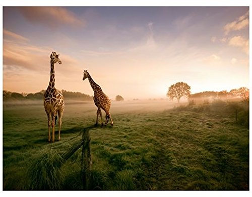 Fensterbild Surreal Giraffes Giraffen Afrika Sonnenaufgang Savanne Zoo Fenstersticker Fensterfolie Fensteraufkleber Fenstertattoo Glas-Sticker Fensterdeko Fensterdekoration Größe: 144cm x 192cm