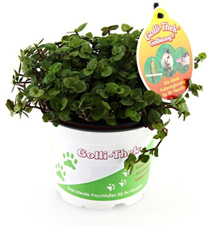 Golliwoog - Futterpflanze für Bartagamen, Vögel, Meerschweinchen, Kaninchen