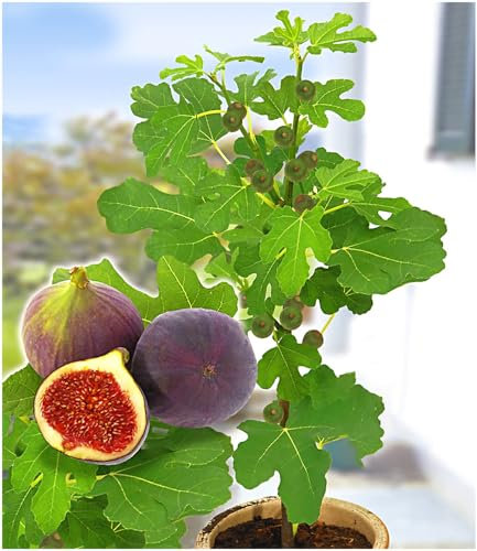 BALDUR Garten Frucht-Feige 'Rouge de Bordeaux' klein,1 Pflanze, große Mengen köstliche Feigen, winterhart bis -15 °C, selbstfruchtend, mehrjährig, ideal für Garten & Kübel, pflegeleicht