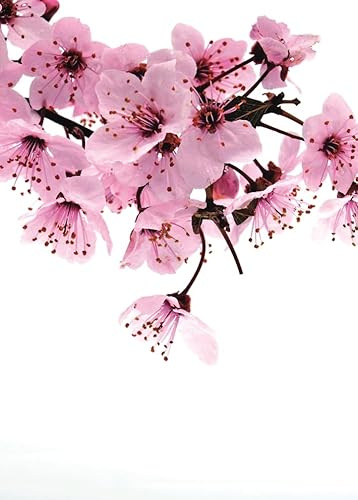 Rasch Tapete 890600 - Fototapete auf Vlies mit Kirschblüten in Rosa, Braun und Weiß aus der Kollektion Magicwalls - 2,65 m x 2,12 m (LxB)