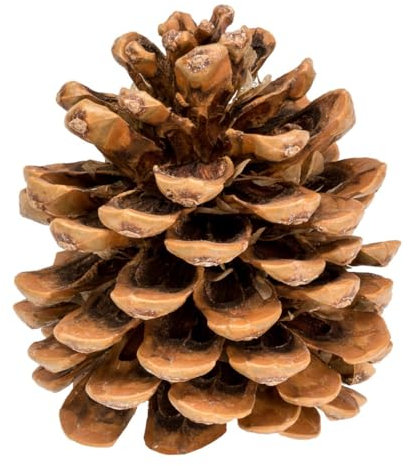NaDeco Pinienzapfen Natur, 10 STK, 8-12cm | Pinus pinea | Pinien Zapfen | Tannenzapfen | Kiefernzapfen | Dekozapfen | Zapfendeko | Naturzapfen | Baumzapfen | Adventsdekoration | Weihnachtsdekoration