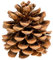 NaDeco Pinienzapfen Natur, 10 STK, 8-12cm | Pinus pinea | Pinien Zapfen | Tannenzapfen | Kiefernzapfen | Dekozapfen | Zapfendeko | Naturzapfen | Baumzapfen | Adventsdekoration | Weihnachtsdekoration