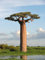 5 Adansonia grandidieri Samen, Grandidier Baobab, Giant Baobab Seeds
