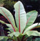 Abessinische Banane - Ensete ventricosum - 500 Samen