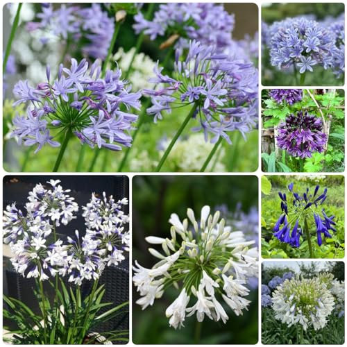 150 piezas Semillas resistentes de lirio africano, Plantar semillas en el interior, plantas resistentes. Comprar planta de lirio africano - Agapanthus africanus - flores semillas,