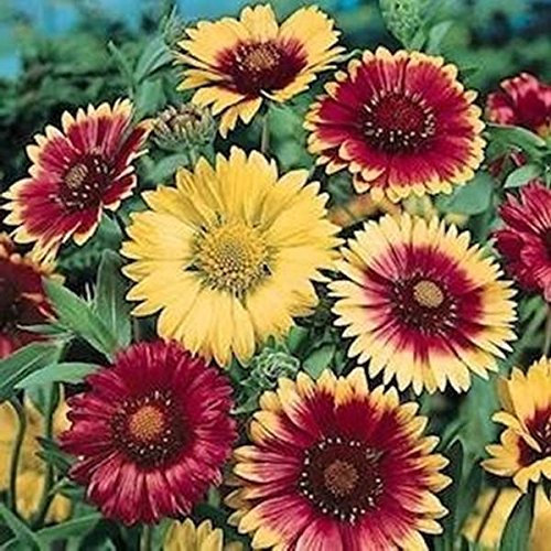 3g / 100 Samen von Kokardenblume