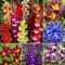 Gladioli bulbi,gladiolo pianta,gladioli fiori,bulbo resistente al freddo,profumato,gladiolo in vaso,altamente ornamentale,bello e sano,bulbi di gladioli.-10bulbi-A