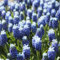 Muscari 'Touch of Snow' (Multi-Bulbe) / 0.5 à 0.9 litres/Vivace bulbeuse