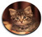 1 x Round MDF Magnet - Tuny Tabby Kitten Cat Pet 15946