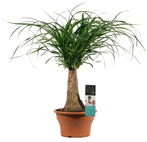 Pata de Elefante PREMIUM Planta de Interior Natural para Decorar Casa y Oficina, DECOALIVE