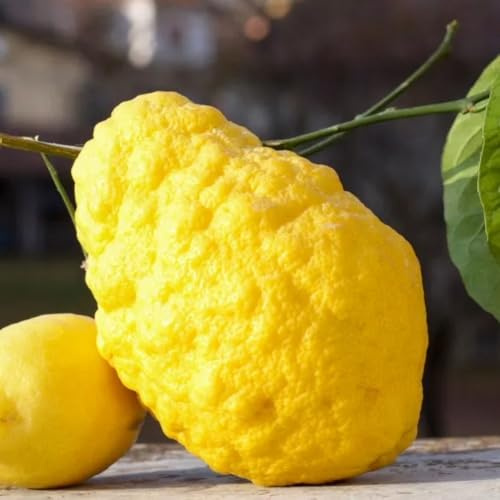PIANTA DI LIMONE PANE in fitocella - età 2/3 anni