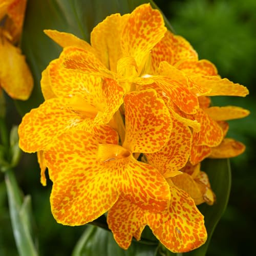 YouGarden Canna Cannova Orchid Flowered, 1 x Established Plant in 9cm Pot, Yellow Speckled Blooms, Ready To Plant, Patio Colour