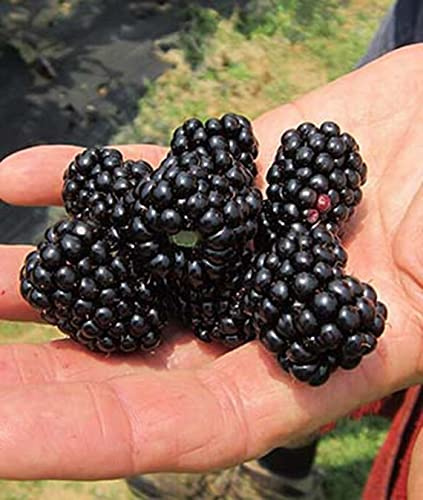 Big Daddy BlackBerry Live Plant (5-9 Tall) – Giant Thornless Berry Bush – Zones 5-9 – Vigorous Rubus Starter for Patio Containers or Gardens – Massive Fruit & Pain-Free Harvest