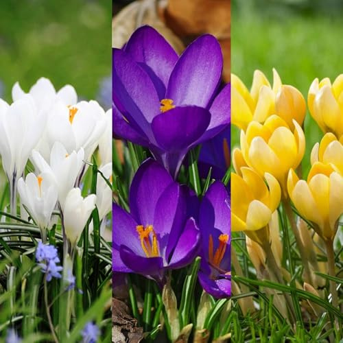 Carbeth Plants - Crocus Spring 30 x Bulb Mix - Mixed Early Spring Flowering Perennials - UK Hardy Low Maintenance Pollinator Friendly - Grow in Beds, Borders and Patio Pots