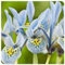 Iris Zwiebeln, Einfach Zu ZüChten, Pflanzen, Schwertlilie, Schwertlilien, Winterhart Pflanzen, Schwertlilie Blau, Winterhart Zwiebeln Die BlüTen Sind Groß, Iris Blumenzwiebeln-4zwiebeln-d