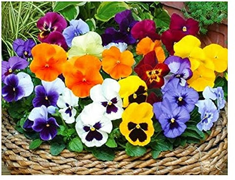 Buy4seeds 200 Seeds Winter Flowering Pansy Viola Mix for Planting Easy to Grow