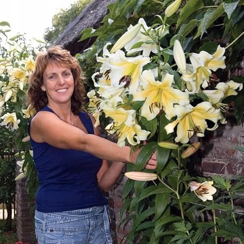 5 Stk. Lilienzwiebeln Lilie Lilien Baumlilie Riesenlilien Asiatische Orientalische Lilium Zwiebeln Knollen Winterhart mehrjährig duftenden Prachtblüten Farbe Sorte (Belcastro)