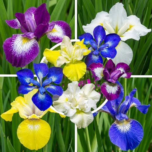 Schwertlilien Winterhart Mehrjährig - 5 Iris Wurzeln, Sibirica | Iris Sibirica, pflanzfertige Staude aus Holland, blaue Blüten für Beet, Teichrand, Mai-Juni
