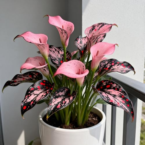 Rizomas de cala fáciles de cultivar&Cala perenne,adecuado para plantar en interiores&exteriores,prospera en macetas&en el suelo,-2Rizomas-F