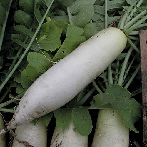 Germination Les graines: 85% ou Plus: Radis Seed: Japonais Minowase Radis graines fraîches semences