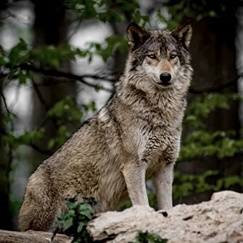 Ceanothe Tableau sur Toile Loup 45x45 cm Décoration Murale Art Décoratif Muraux Peinture Imprimée en HD Salon Chambre Bureau Bois de Forêt FSC Fabriqué en France