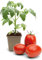 FLORTUS Buschtomatenpflanze Roma | 1 Pflanze | Tomaten Pflanze für Balkon und Garten | Tomatenpflanze im Topf 9 x 9 cm | Jungpflanze