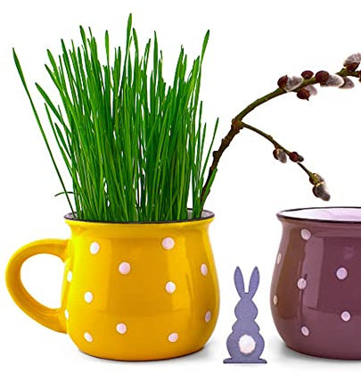 Katzengras Samen Bio, Katzengras Kaufe Balkonpflanzen Winterhart Garten Geschenke Für Frauen Natürliche Katzen Leckerlies Plants Bonsai Samen Katzengras Kaufe - 300 Stück (Grün)