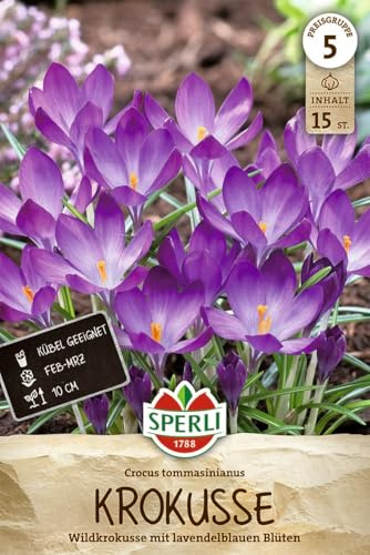 Sperli Wildkrokus C. tommasinianus 458138 Blumenzwiebeln, Krokuszwiebeln, Wildkrokus tommasinianus, Dalmatinerkrokus, lavendelfarbene Blüten mit weißem Zentrum, verwildernd