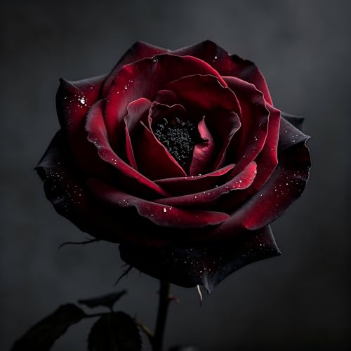 Mehrjährige, mehrfarbige Rosen, biologisch angebaut, professionell kultiviert, zur Verschönerung des Gartens.-500pcs-C