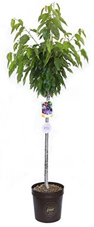 Vannucci Piante - Prunus avium - cerasus (Ciliegio), Pianta vera in vaso, Pianta da esterno