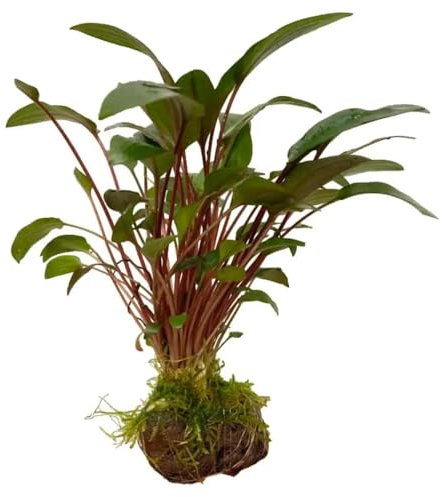 Aqua Essentials Cryptocoryne with Moss On Lava - Mini