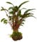 Aqua Essentials Cryptocoryne with Moss On Lava - Mini