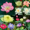 The Sacred Bonsai Bowl Lotus Flower,7 Days Germination, Bonsai Bowl Lotus Flowers Seeds,Mixed Colour Flower Seeds,Beginner-Friendly Water Lily Planting in Water Lotu Seed (300pcs)