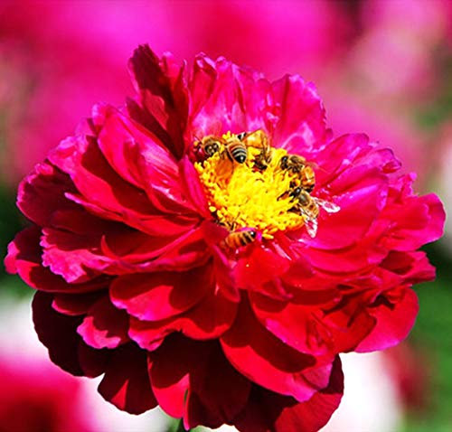Pfingstrose Buckey Belle Paeonia Lactiflora1 Wurzelstück mit Augen Rarität