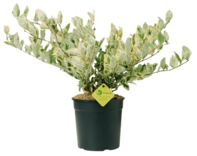 Plantì LIGUSTRUM TEXANUM (VARIEGATO). Arbusto sempreverde con fogliame variegato, vaso da 19 cm. Piante vere per esterno ideali per siepi decorative. 6 mesi di concimazione inclusi.