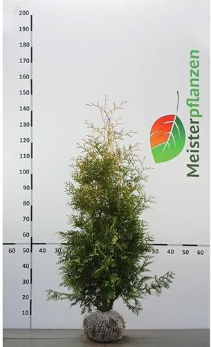 Lebensbaum Thuja Brabant 100-120 cm. 3 Koniferen. Immergrüne Heckenpflanze