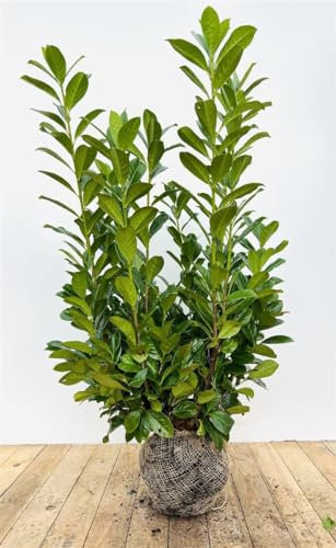 Prunus laurocerasus 'Novita' 80-100 cm - Kirschlorbeer, immergrün, ideal als Hecke, schnellwachsend, pflegeleicht und winterhart