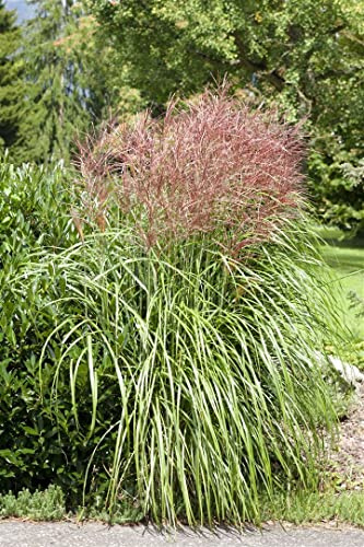 Chinaschilf 'Große Fontäne' im Topf Miscanthus sinensis winterhart Ziergras