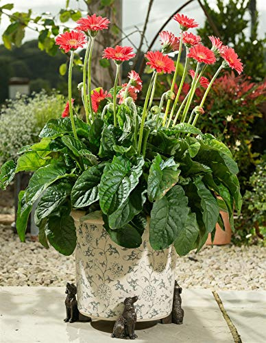 Potty Feet Springer Spaniel Figures Plant Pot Feet - Planter Support - Handmade Decorative Ornaments - 3pcs