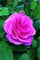 David Austin-Rose 'Gertrude Jekyll®' - AGM-Rose