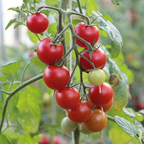 Pokusa Tomatensamen für ca. 20 Pflanzen - ertragreiche Sorte aus Polen