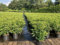 5st. Portugiesischer Kirschlorbeer 50-60cm XXL Buschig im Topf Kirschlorbeer Prunus lusitanica 'Angustifolia' Lorbeer Gartenhecke Sichtschutz