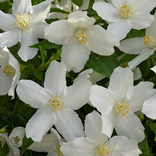 Pfeifenstrauch 'Silberregen' / Erdbeerjasmin Philadelphus auch als Silver Showers bekannt