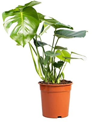 PLNTS - Monstera Deliciosa - Zimmerpflanzen, Pflanzen Echt, Nachhaltige Verpackung - 21cm Topf - Höhe 75cm - Direkt von der Gärtnerei