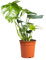 PLNTS - Monstera Deliciosa - Zimmerpflanzen, Pflanzen Echt, Nachhaltige Verpackung - 21cm Topf - Höhe 75cm - Direkt von der Gärtnerei