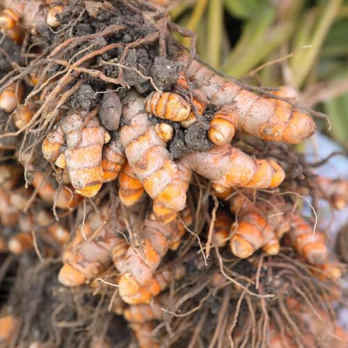 100 piezas semillas de cúrcuma para plantar - Semillas de hierbas medicinales, cama de balcón. balcón de hierbas, regalo de jardín Flores de balcón, semillas de plantas de interior.