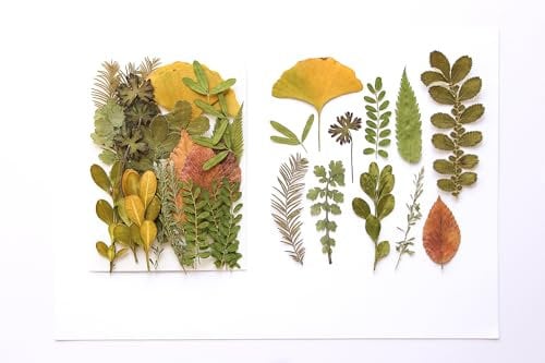 35 Stück Getrocknete Gepresste Blätter Pflanze Gemischt Echte Natürliche Trockene Blätter für Harz Kunsthandwerk DIY Verzierungen Dekorationen