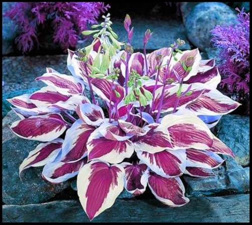 Winterhart zwiebeln, Winterhart pflanzen, Mehrjährige Blumenzwiebel ist winterhart,Blumenzwiebel Mix, Mysteriöse magische Glühbirne-4 Pflanzen Funken Hosta Rhizom