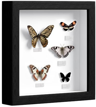 3D Bilderrahmen Zum Befüllen, Bilderrahmen Tief Hölzern Bis 3cm zum Befüllen für Objekte Blumen Hochzeitsgeschenk oder Erinnerungsstücke (Schwarz, 25 x 25 cm)