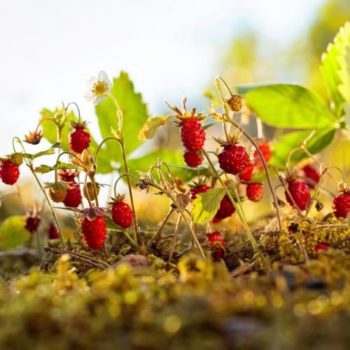 Semillas de fresa silvestre, Semillas de fresa mensual, Fragaria vesca, balcón 350pcs